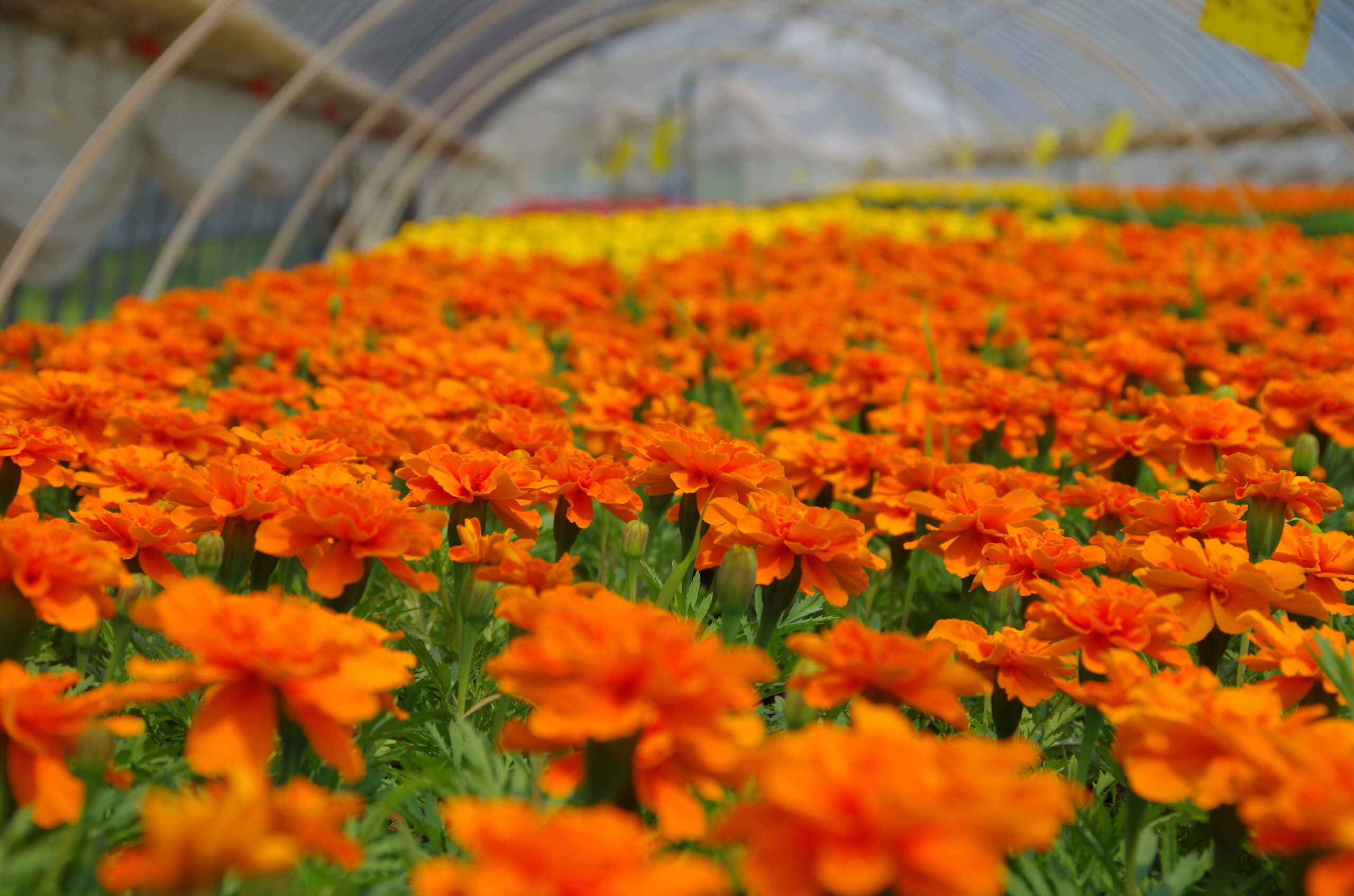 花と緑の供給センター 花木園 バラ園 いわみざわ公園