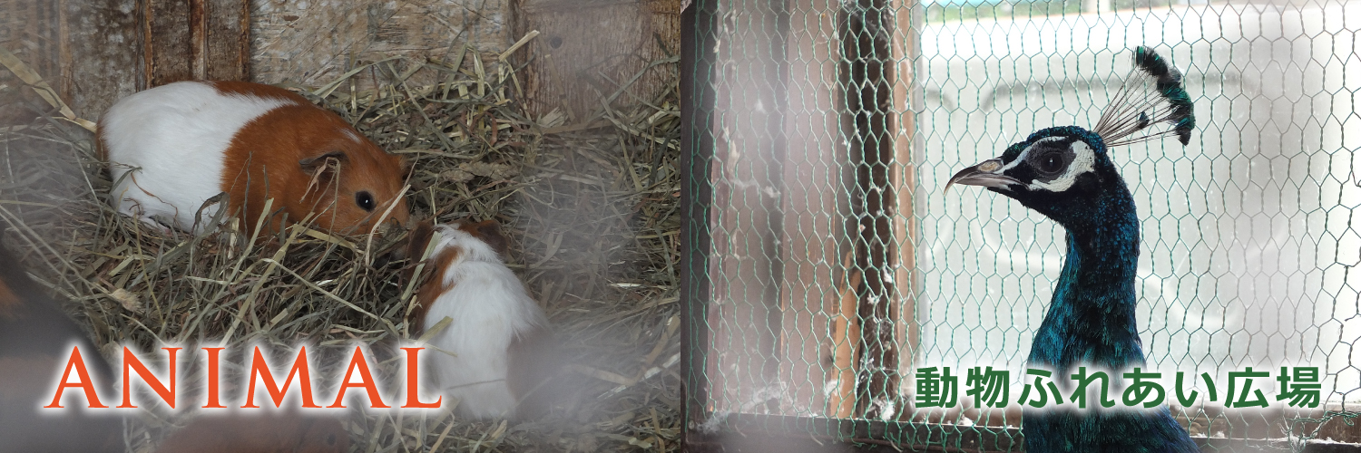動物ふれあい広場 トリムコース いわみざわ公園