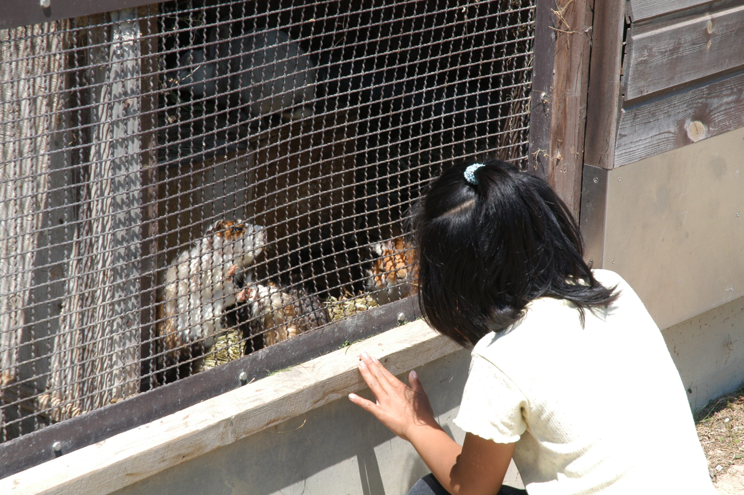 動物ふれあい広場 トリムコース いわみざわ公園