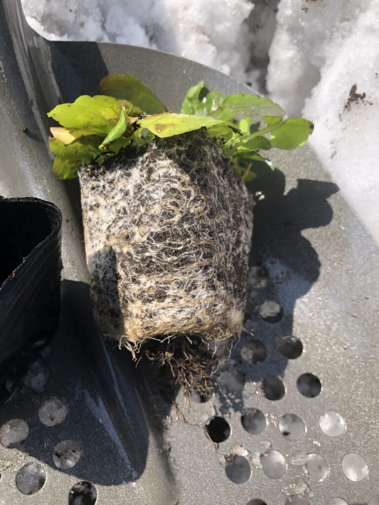 パンジービオラの越冬 いわみざわ公園